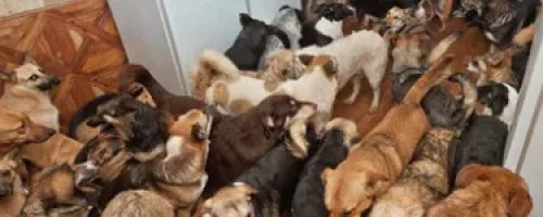 Nettoyage après syndrome de Noé par Hellonettoyage30 dans le Gard